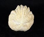 Burmirhynchia decorata (SCHLOTHEIM 1820) - Bild © FossNet FossilienStore